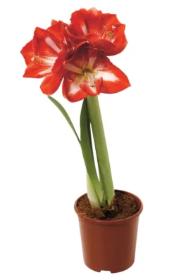 Amaryllis 12 cm
