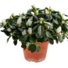 Azalea 12 cm