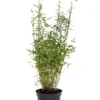 Bambus 'Rufa/Simba' 23 cm