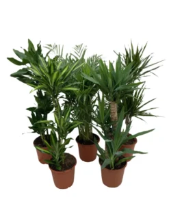 Grønne planter miks Ø24 x 110–130 cm