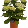Hortensia 21 cm potte