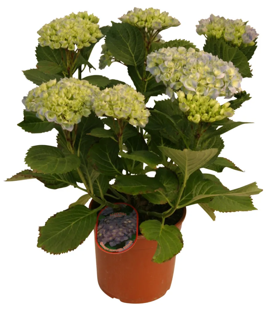 Hortensia 21 cm potte