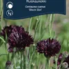 Kornblomst Black Ball