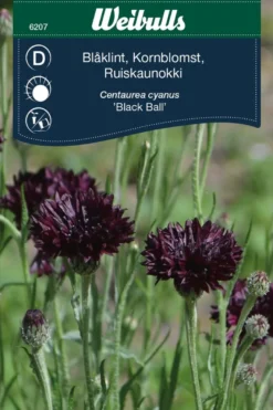 Kornblomst Black Ball