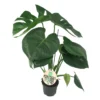 Monstera Deliciosa Ø12 cm potte