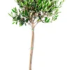 Oliventre oppstammet H80-100 cm 20 cm potte