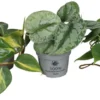 Philodendron Scandens mix i 10,5 cm potte