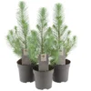 Pinje Silver Crest i 10,5 cm potte