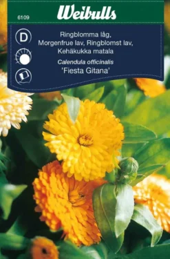 Ringblomst lav 'Fiesta Gitana'